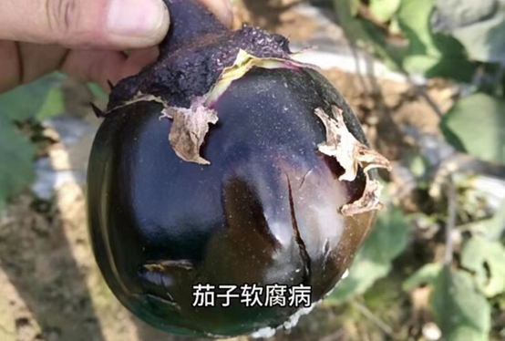 茄子结果期烂果怎么办!严重会减产20-30%