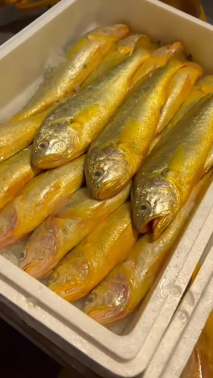 黄鱼一样漂亮,舟山野生大黄鱼!-度小视