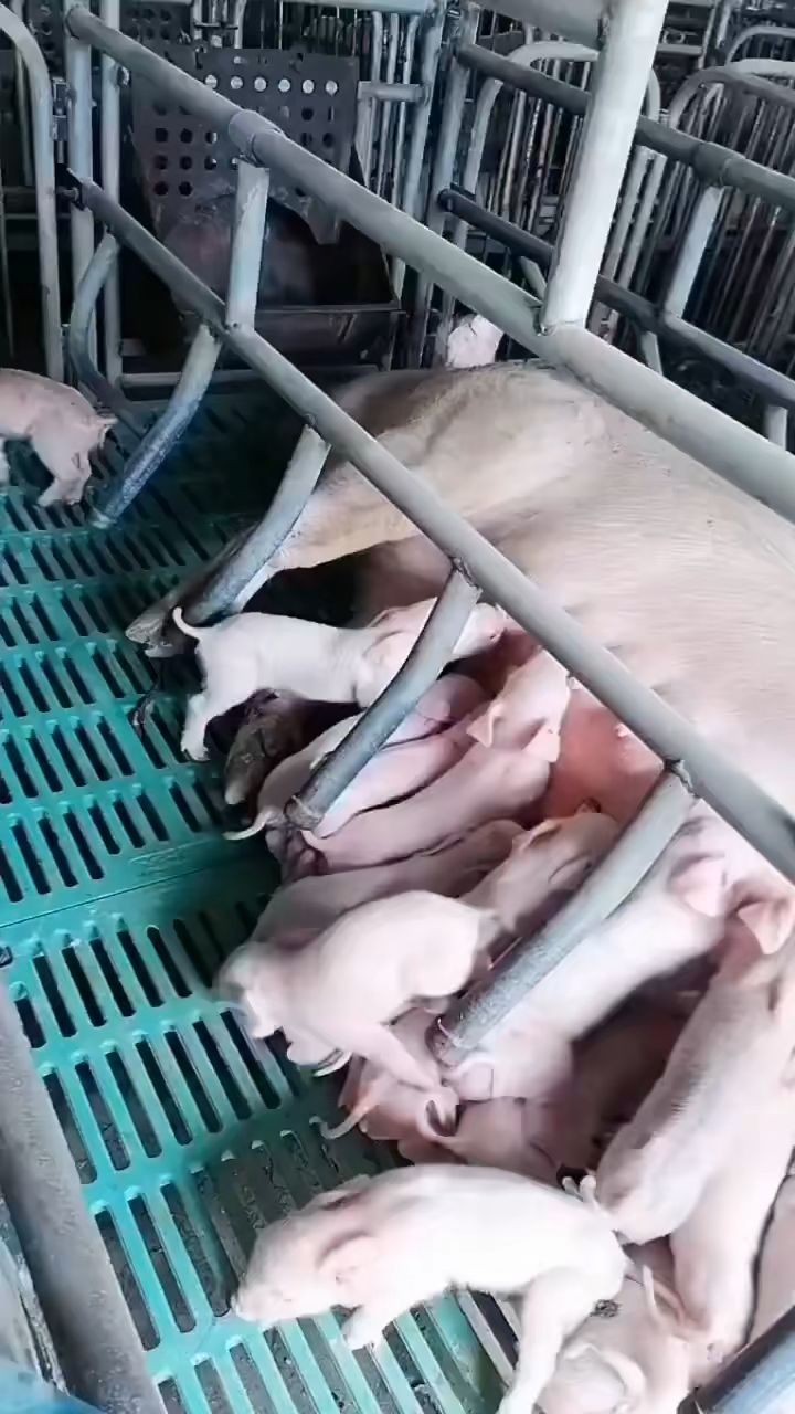 徐州种猪场二元母猪