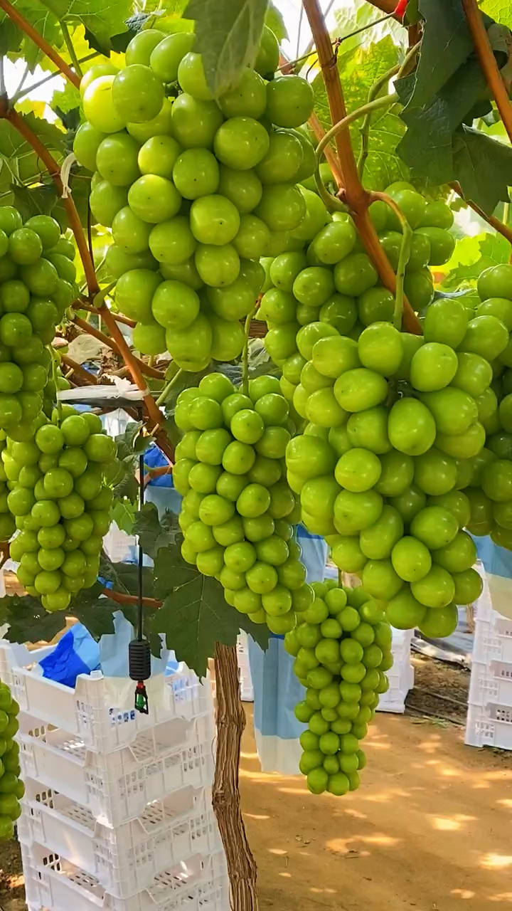 阳光玫瑰葡萄苗 5bb砧木嫁接 抗重茬 适应性强