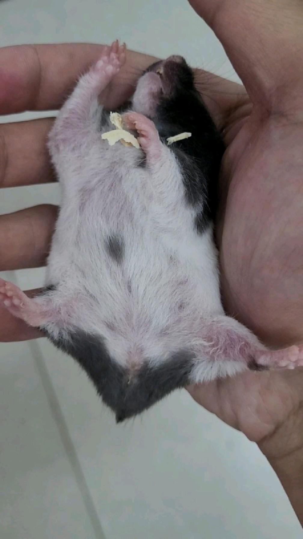 这只奶牛金丝熊睡的好死,一动不动