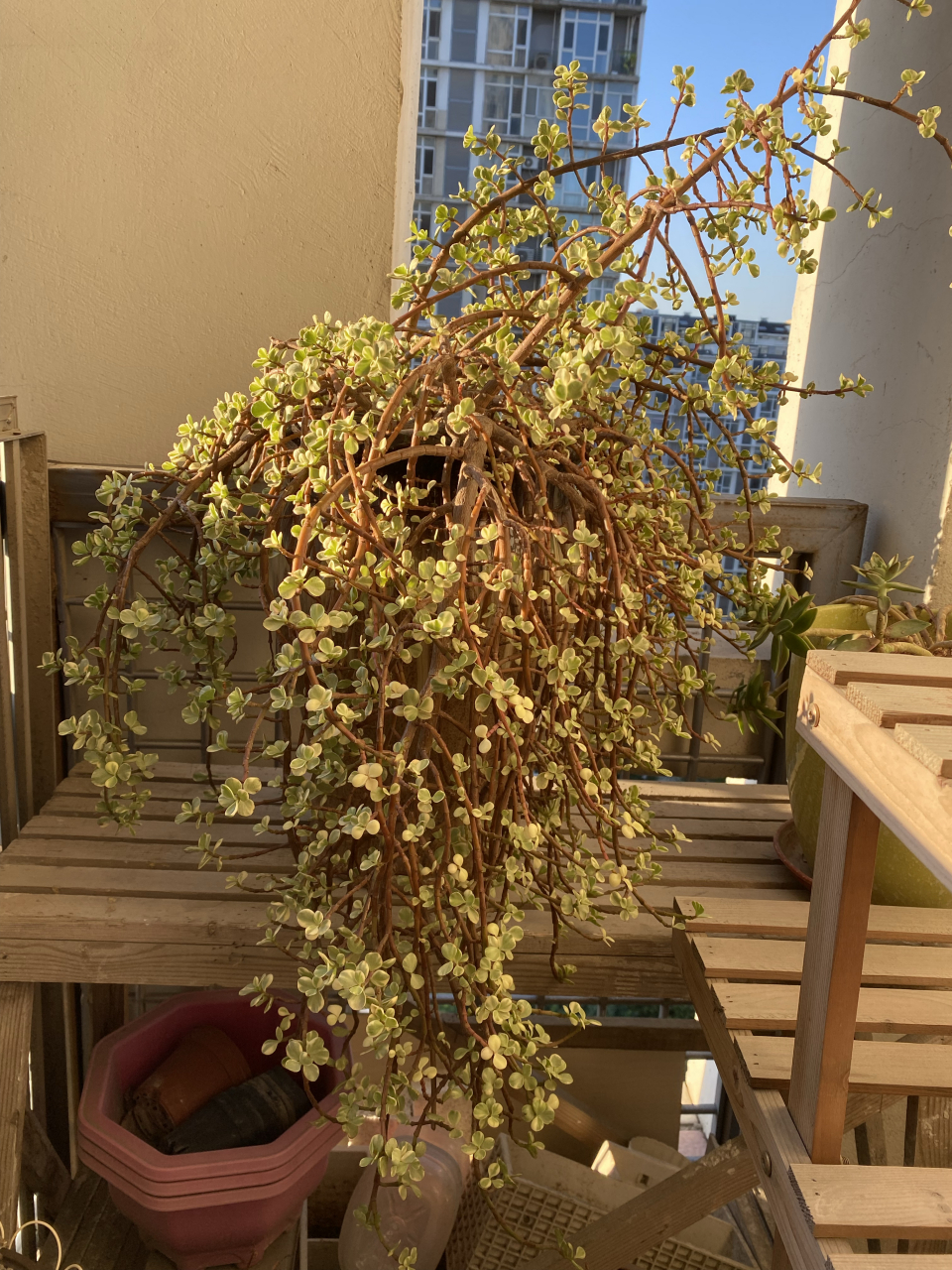 雅乐之舞,家里最大的一棵多肉,从来都没修剪过,放飞自我了