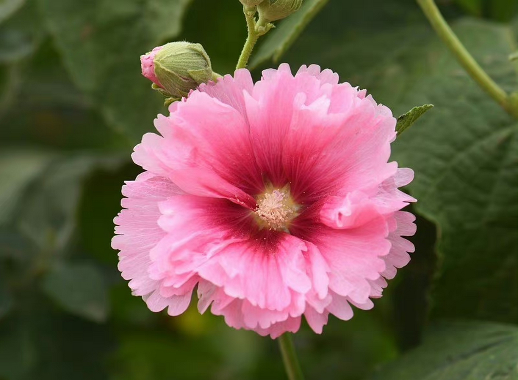蜀葵(alcea rosea),锦葵科蜀葵属.摄于山东烟台.