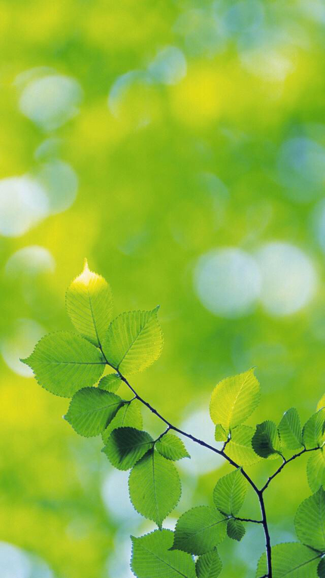 夏日悠长,意境悠远