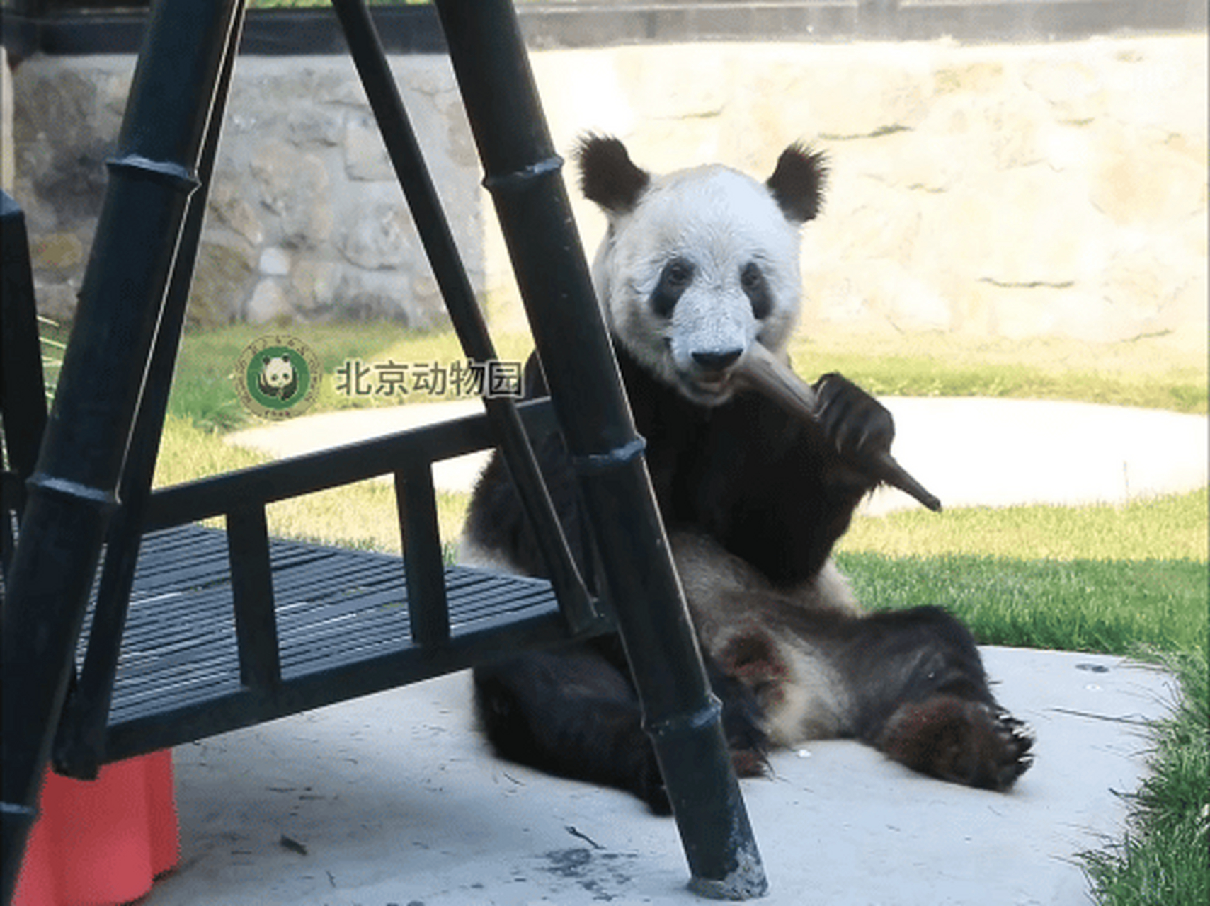 李大丫 健康快乐 #丫丫回京满月记