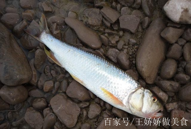 魚王?巨型馬口魚就像一條有喙的魚,30年後再見