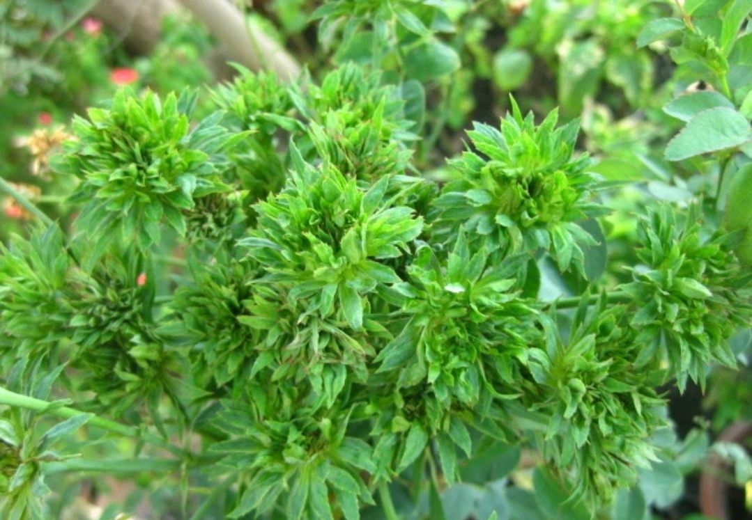 「中国古老月季」绿萼(lü e,green rose)