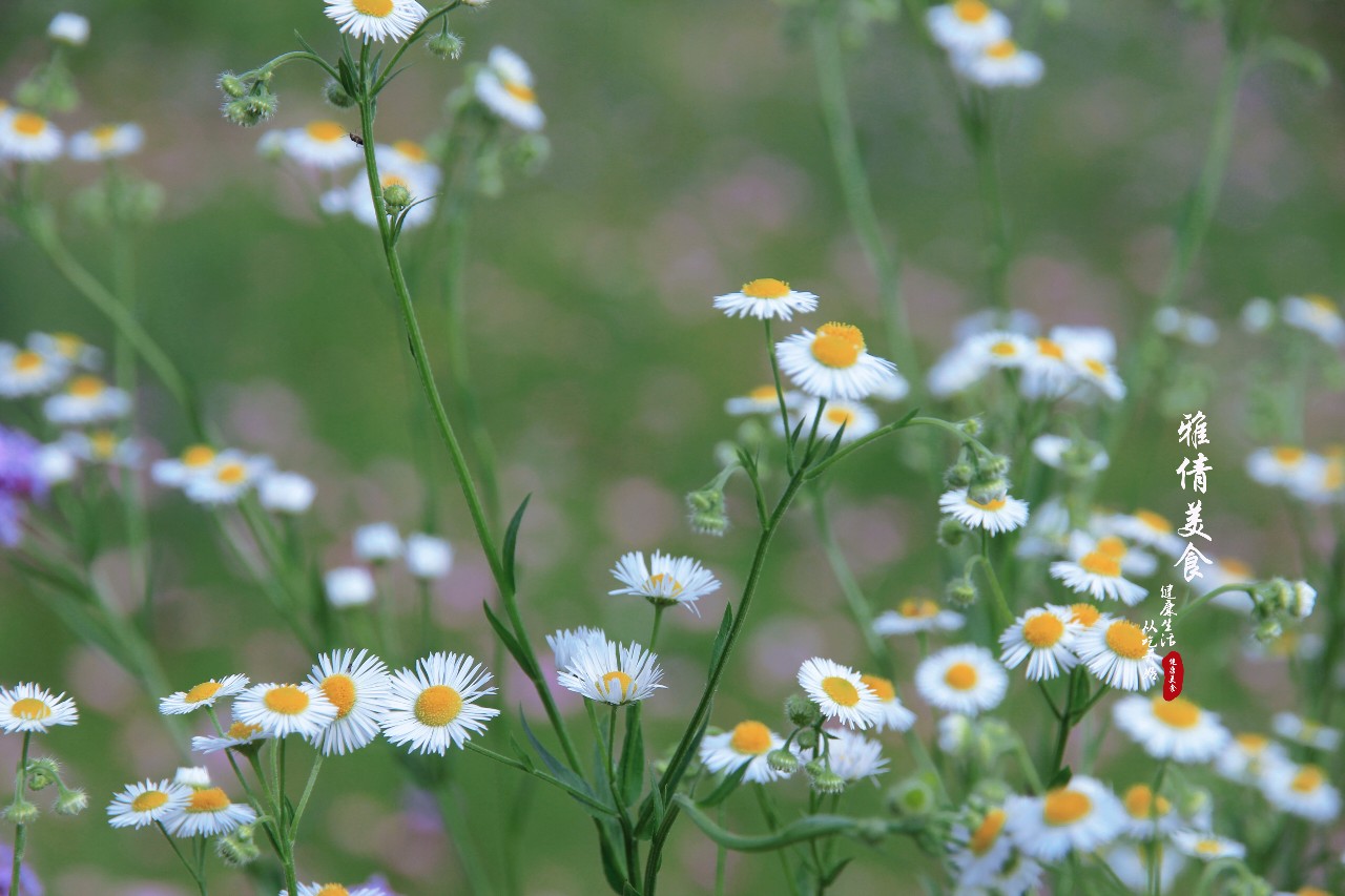 俗称"瞌睡草",又叫"牙肿消",农村荒地常见,却是多功能药材