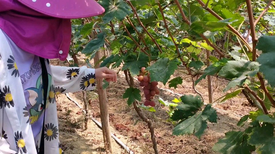 四川小伙返乡创业,种植几十亩葡萄,闲暇之余试养鸵鸟火鸡