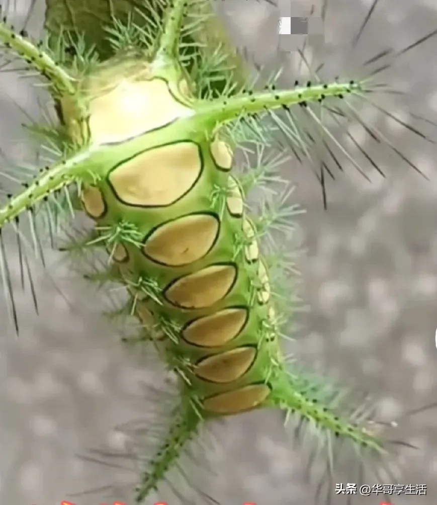 小时候的噩梦啊,大家认识吗?