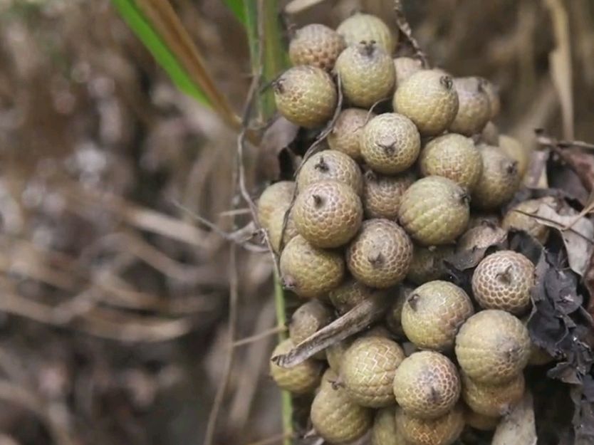 黄藤果,听说是菩提珠子