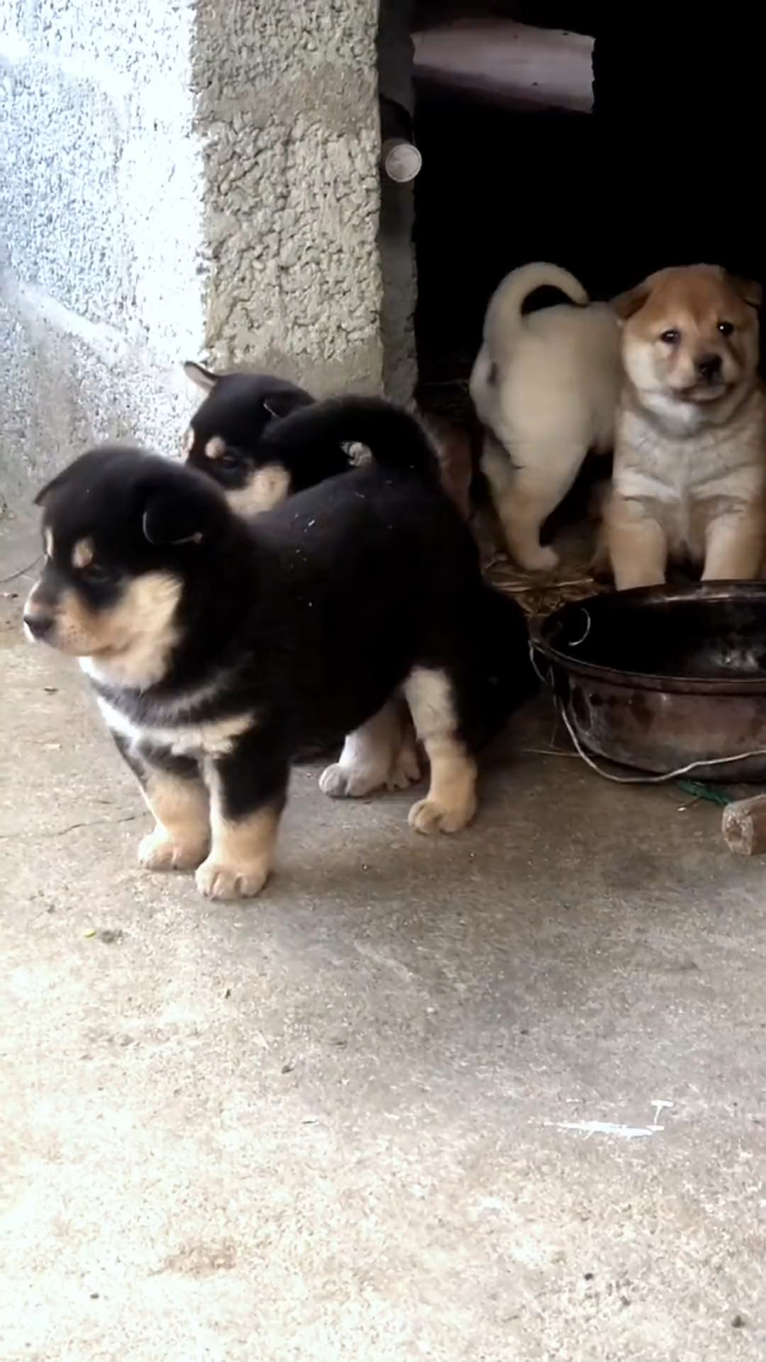 中華田園犬之四眼田園犬,四眼鐵包金-度小視