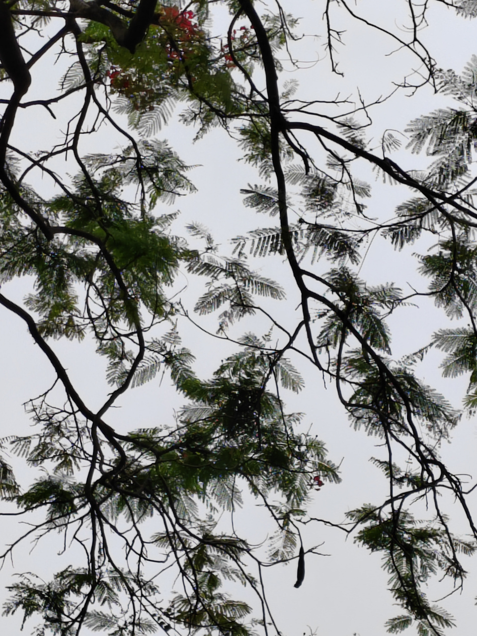 凤凰木的叶子非常漂亮,就像凤凰鸟的羽翼,柔软飘逸,风吹过的时候,随风