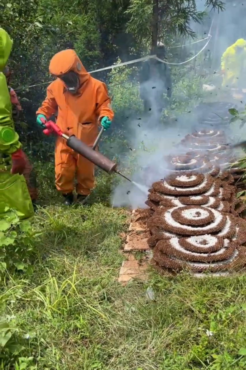 这是蜜蜂还是马蜂,看着像人工养殖的,为啥还要消灭掉?