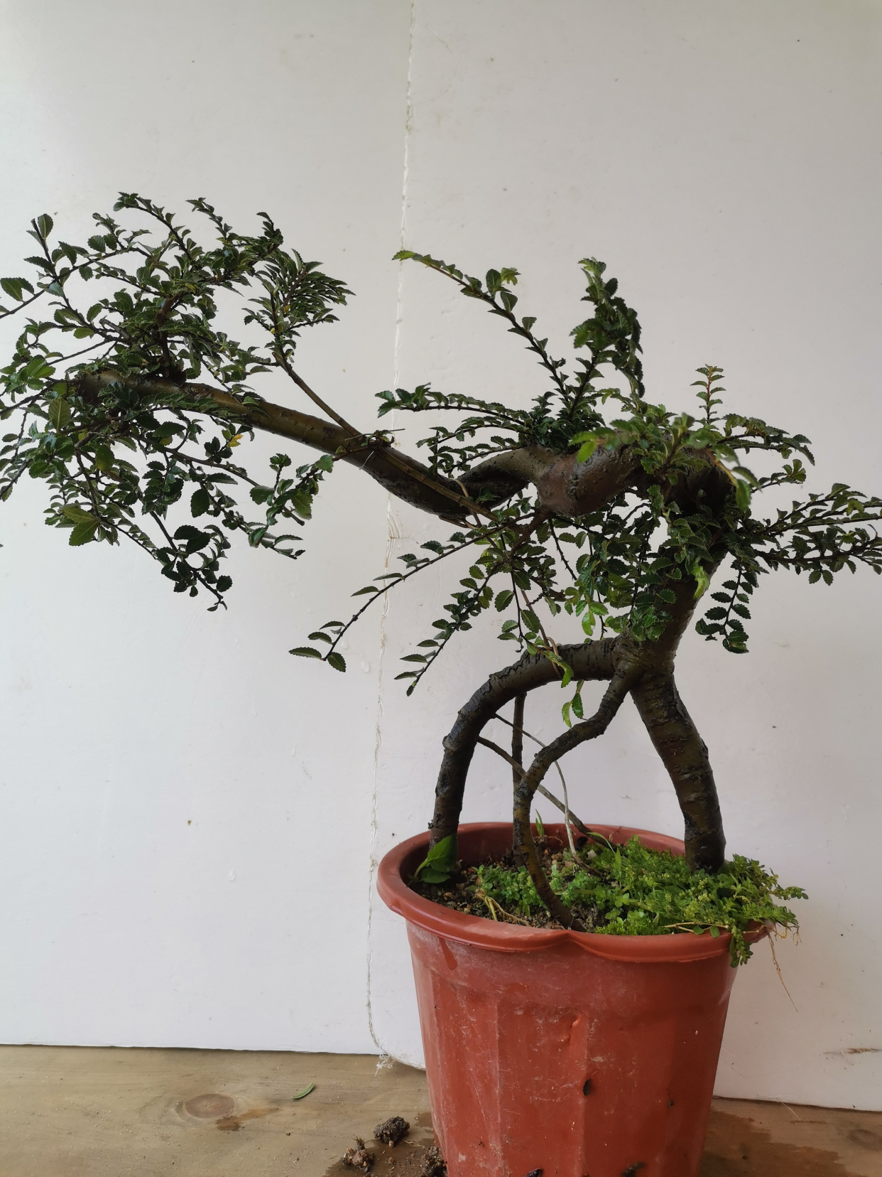 提根临水桩榆树