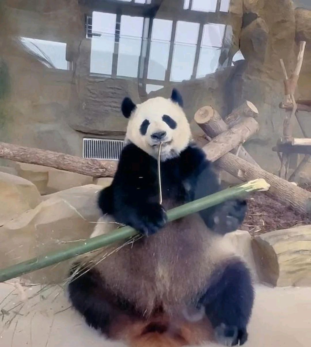 奥运熊猫家族的英雄母亲,大熊猫"娅娅"