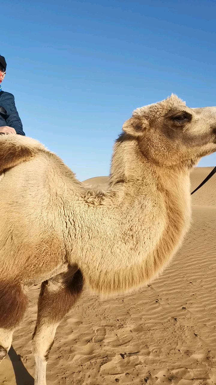 温顺的骆驼,热情的人!