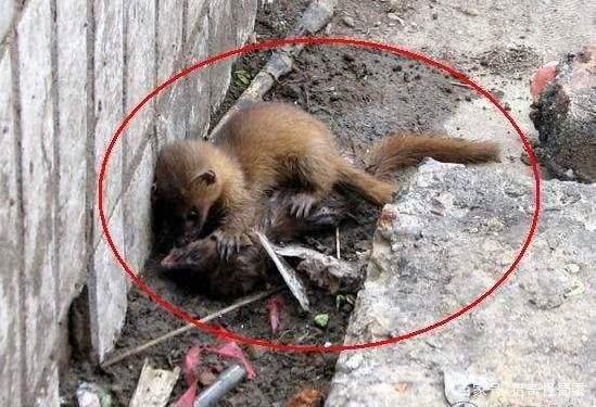 松鼠大战黄鼠狼,两位身后敏捷的"高手",谁更厉害?