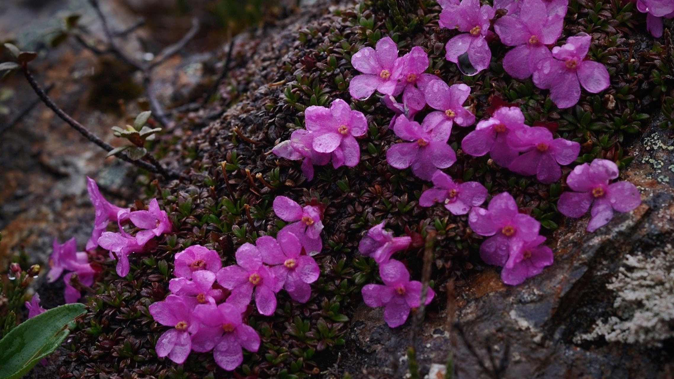 红花岩梅diapensia purpurea  岩梅科 | 岩梅属,生活是有光的,你得跑