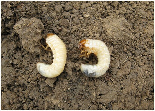 这是什么虫,能吃吗?看上去很白胖好吃的样子