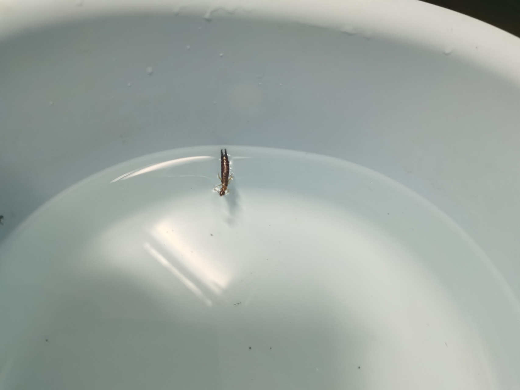 早上起来,发现卫生间有个这样的虫子,也不知道叫什么.