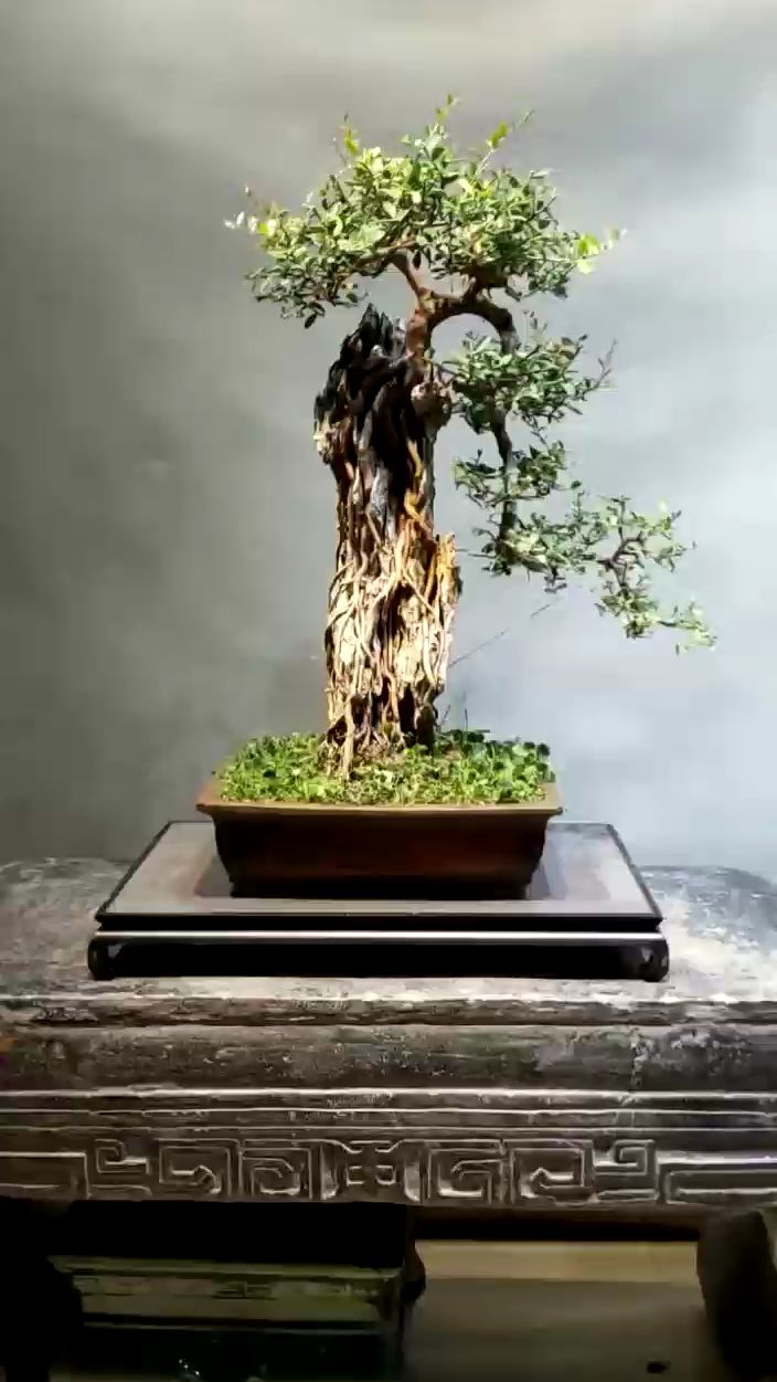 分享一棵附石山桔盆景,漂亮吗?