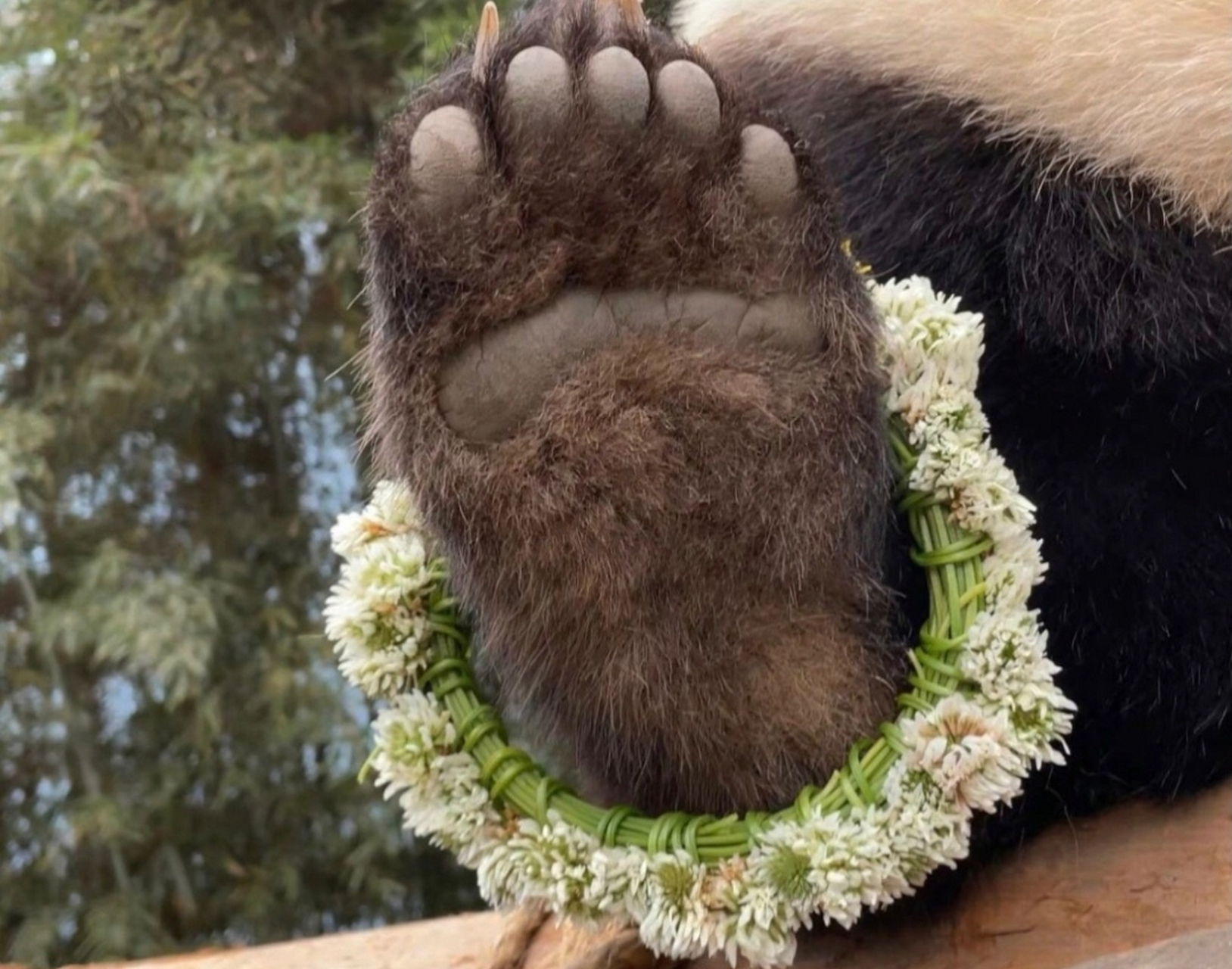 们快看,这是爷爷送给我的手环,全球限量版仅此一条哦  福宝:大家看,这