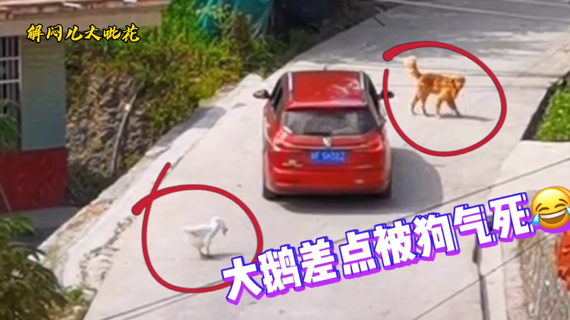 「搞笑视频」大鹅:不怕神一样的对手,就怕狗一样的队友!