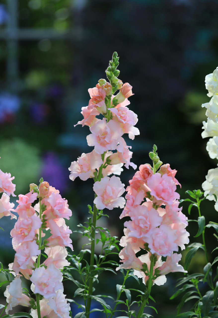 重瓣金鱼草单独来一发.