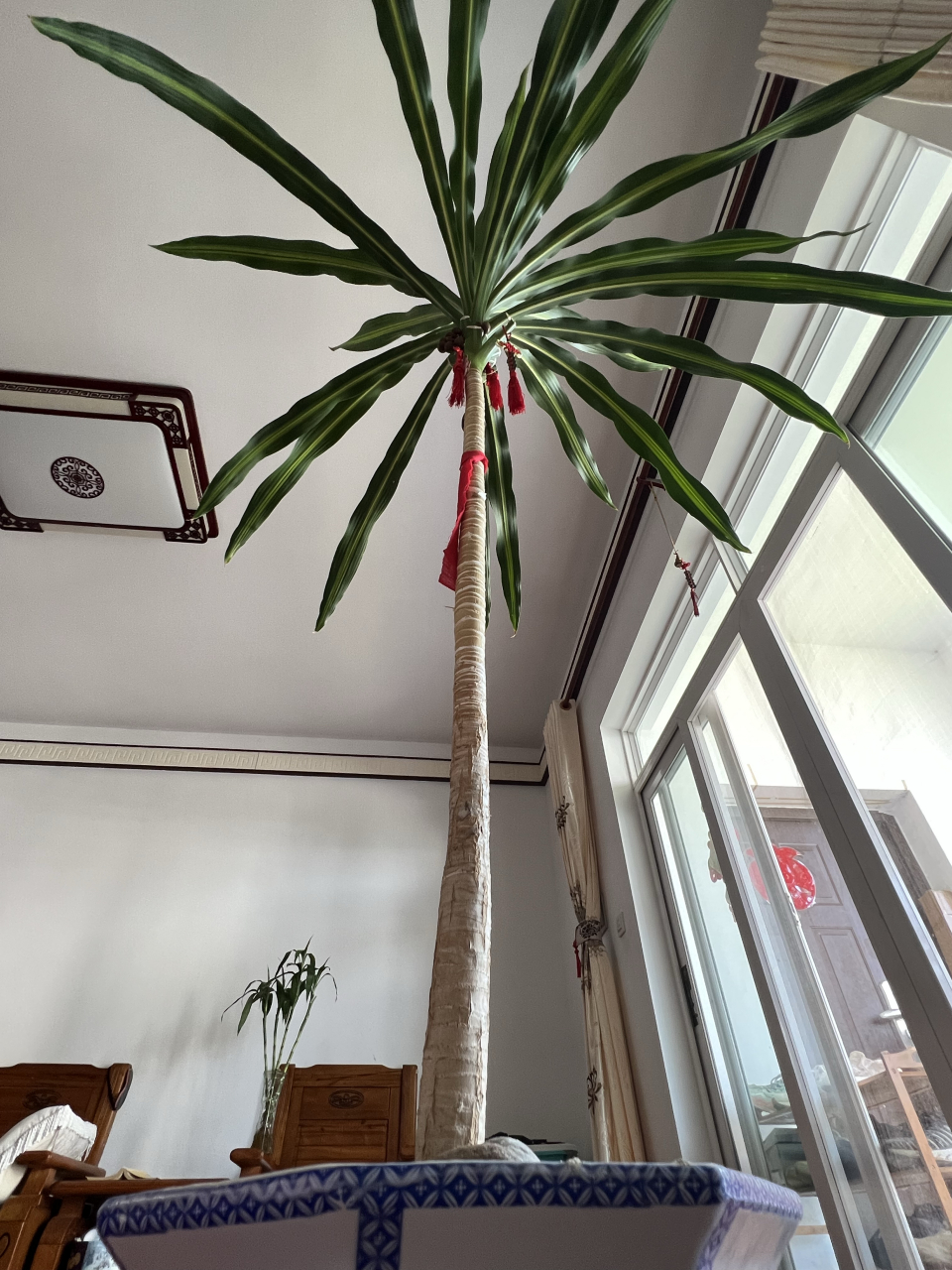 我家的这棵巴西铁放在客厅养了10年了,是家里所有的绿植中寿命最长的.