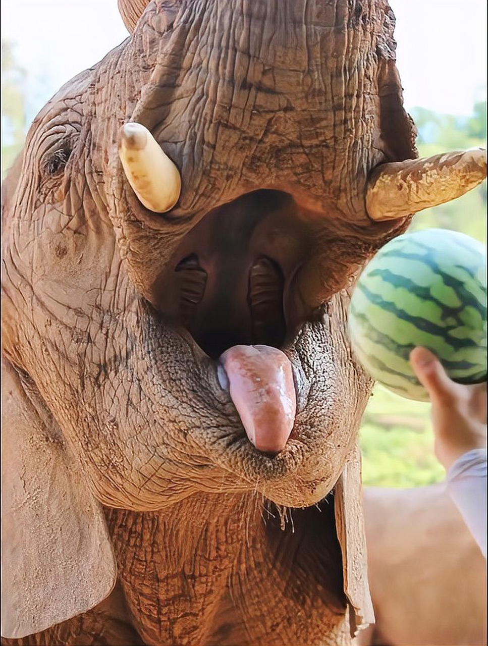 大象吃西瓜,仿佛吃了一颗芝麻[大笑]#动物趣图