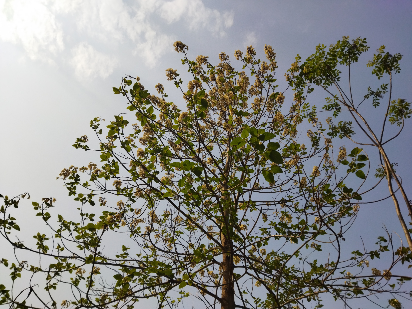 随处可见半山白,那是一片片水桐树.山下一排排农村的小别墅,炊烟袅袅.