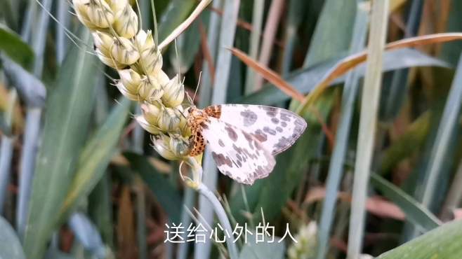 [图]风吹麦田金灿灿，药田风光绿油油，花花蝴蝶闻风起舞