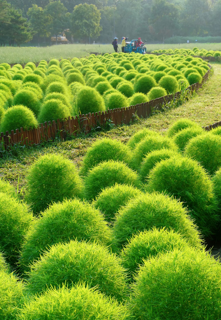 日光下的奥森地肤草,茁壮的成长着.