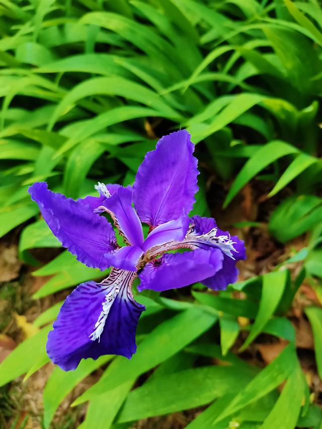 那样芬芳全集