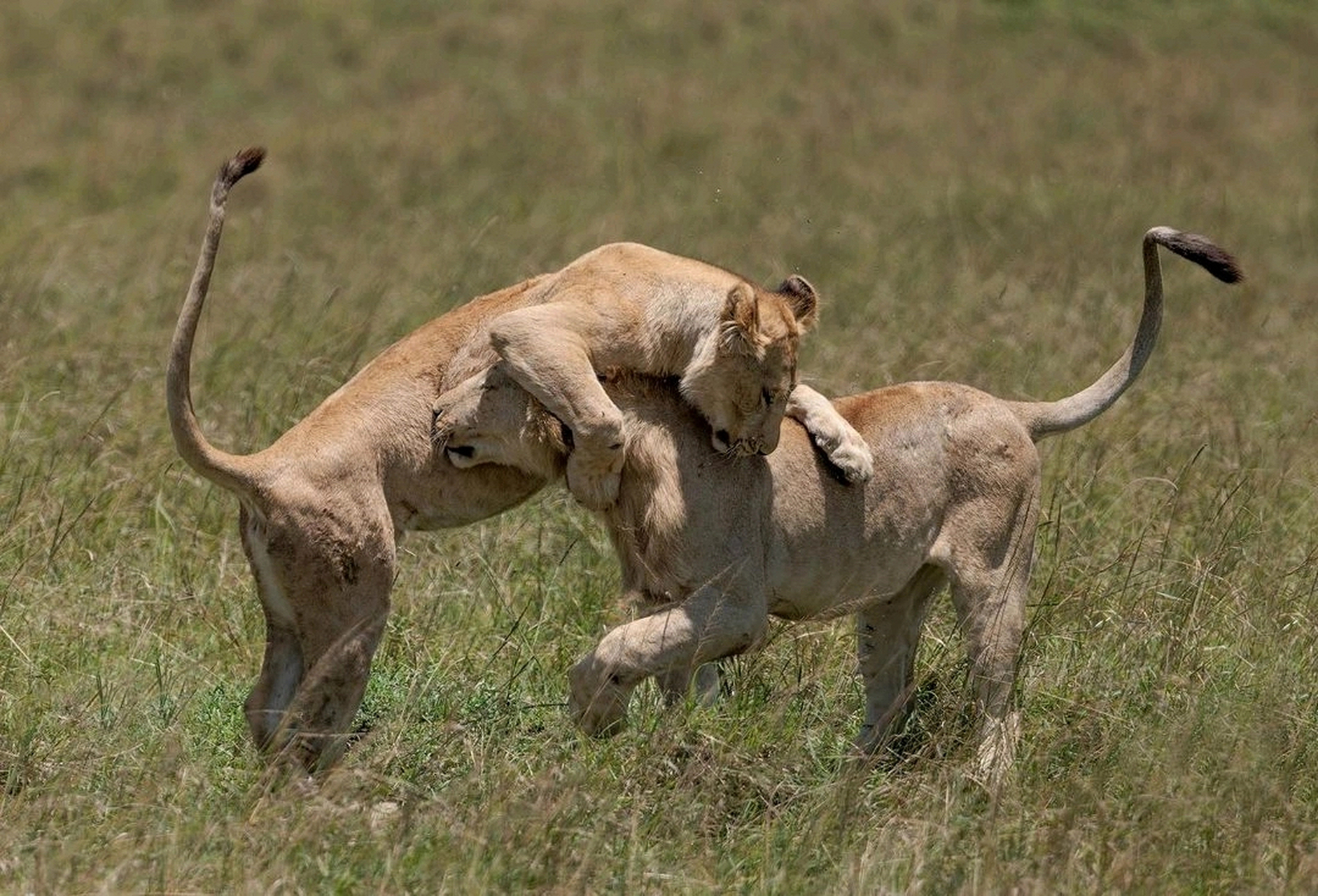 玩耍打闹的小狮子!