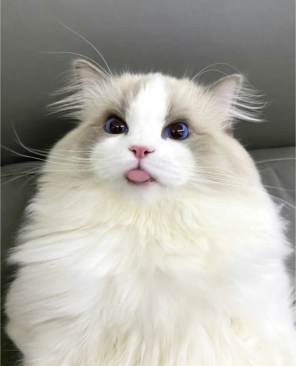 太可爱了!布偶猫真的好看98可以拿去做头像了#萌宠# #猫