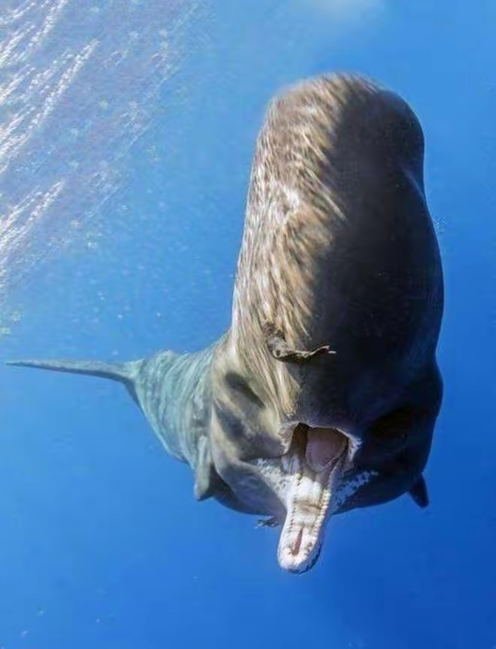 它叫"抹香鲸"这个嘴巴显得有点小了,跟庞大的身躯一对比,简直