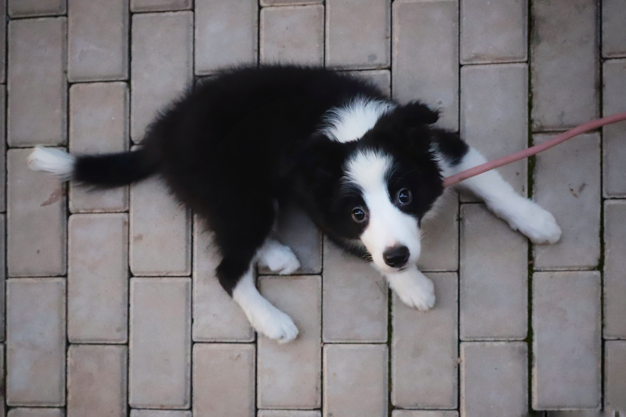 整一百天的小边牧