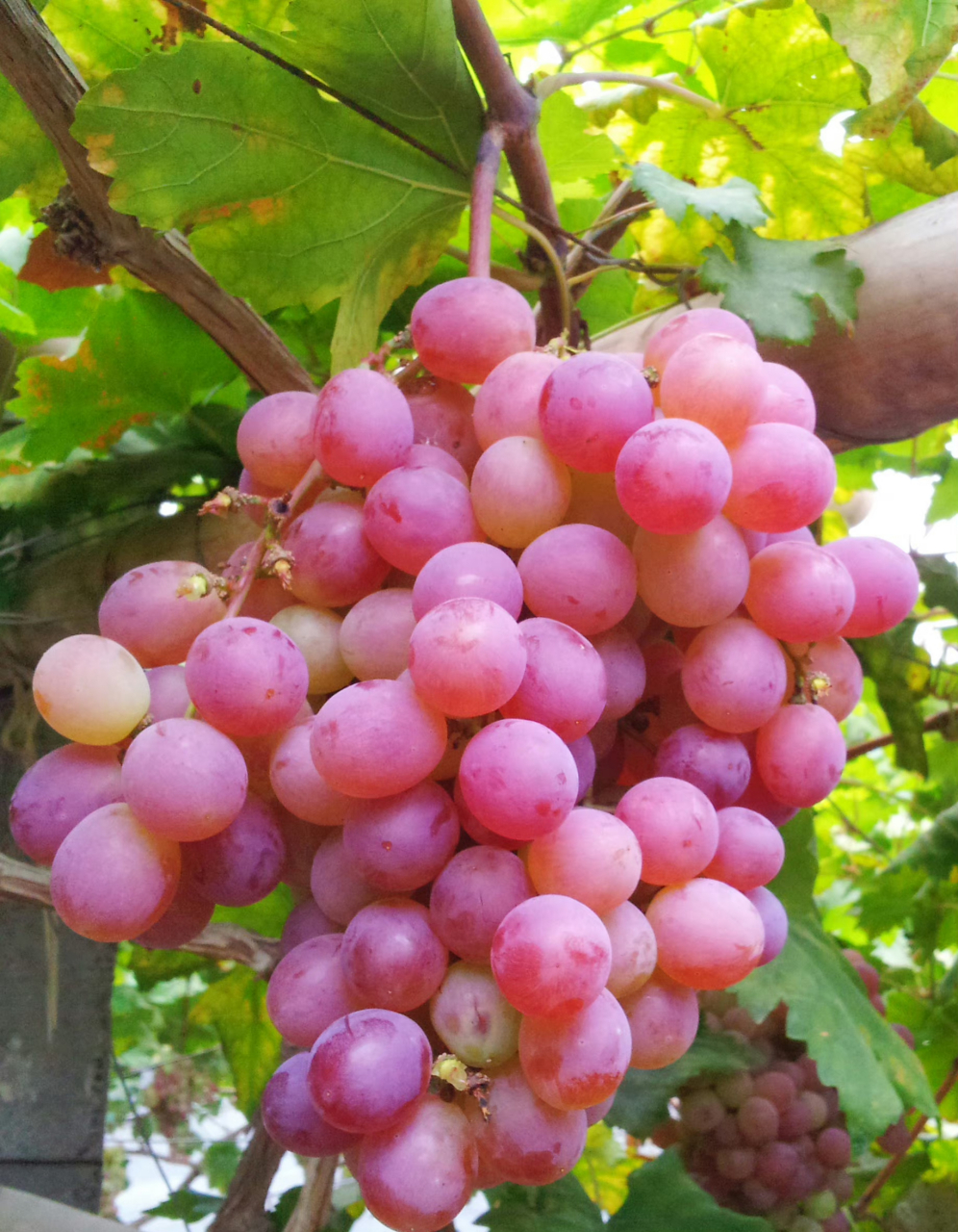 红提,又名:红地球,晚红,葡萄科葡萄属植物.