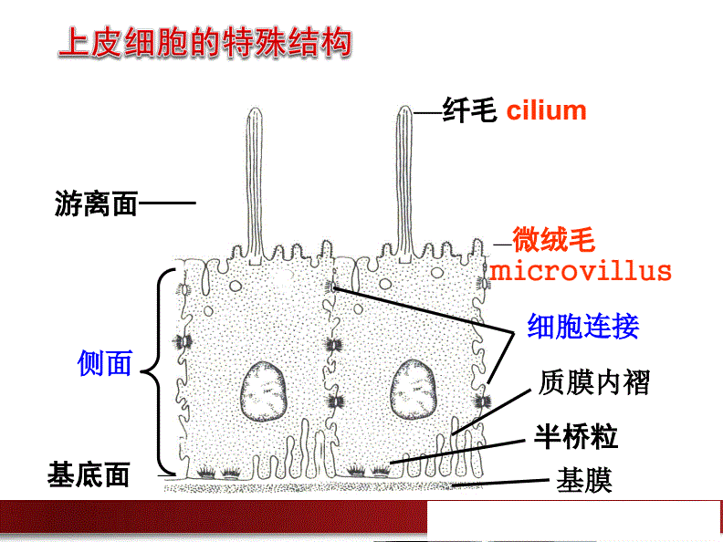 动物表皮细胞结构图片