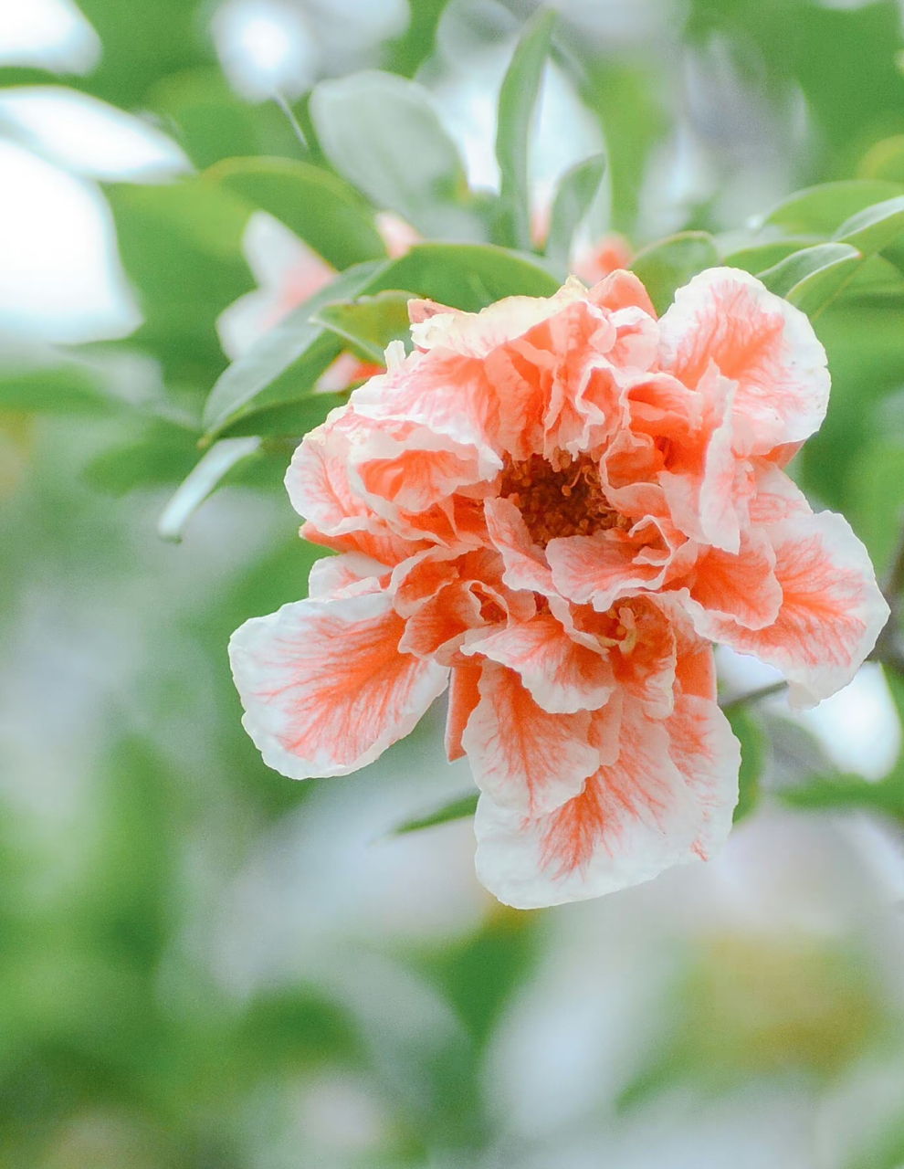 这个颜色的石榴花第一次见!好美.