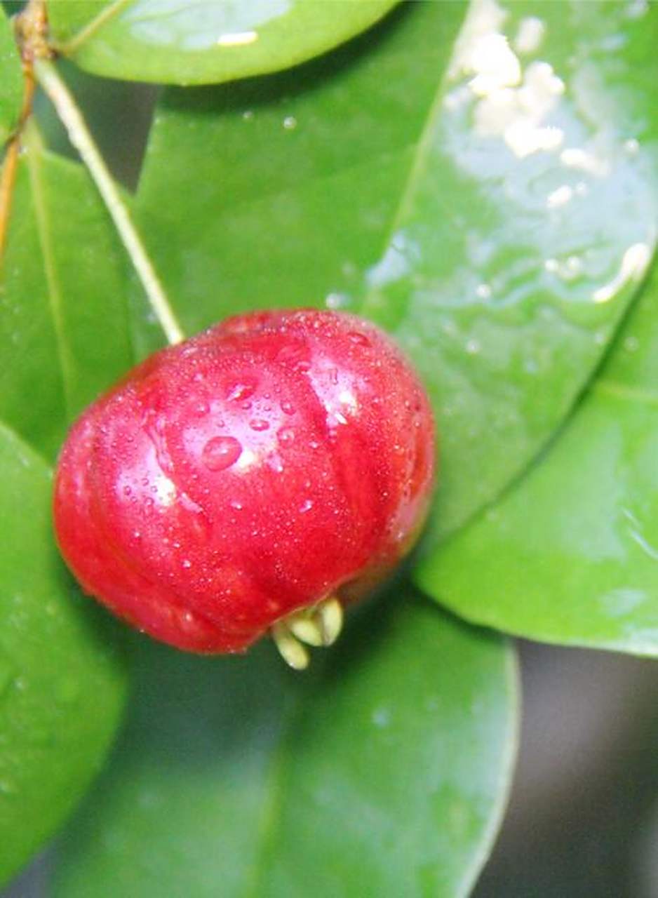 分享植物:寓意美好的巴西红果仔  巴西红果仔是一种具有美好寓意的