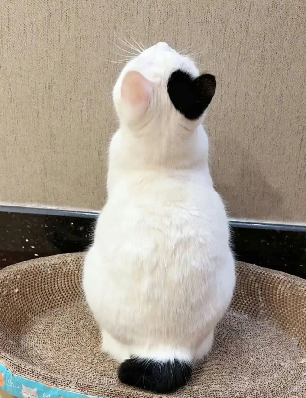 用耳朵表达爱意的猫咪  有一只白猫,右耳朵是黑色的小心心,尾巴也是
