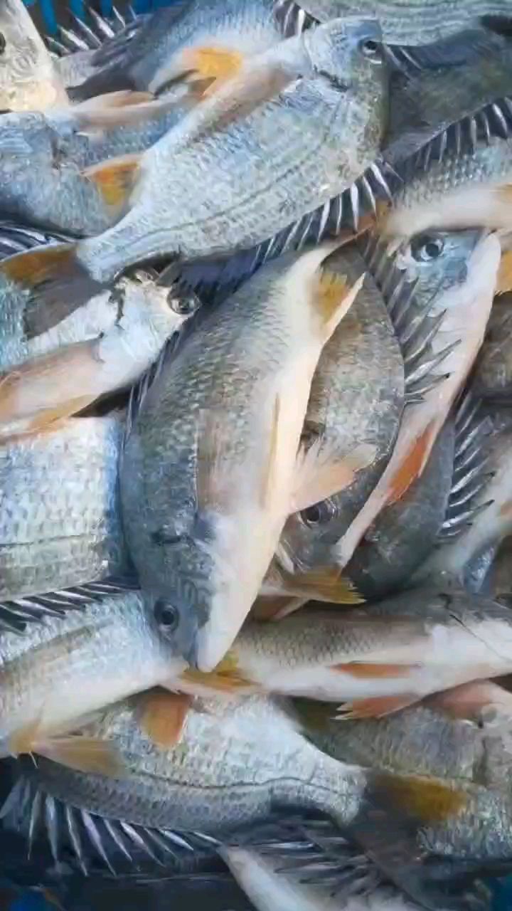 孩子的营养少不了 海钓黄翅鱼炖汤好喝无腥味清蒸肉嫩无小刺