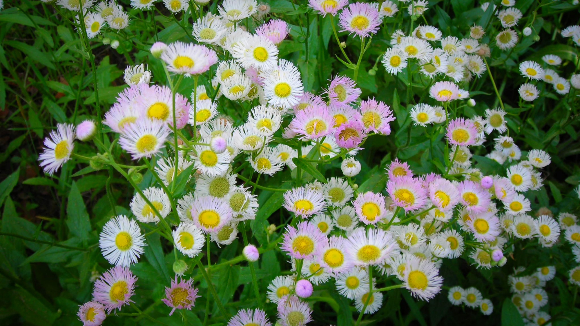 俗称"瞌睡草",又叫"牙肿消",农村荒地常见,却是多功能药材