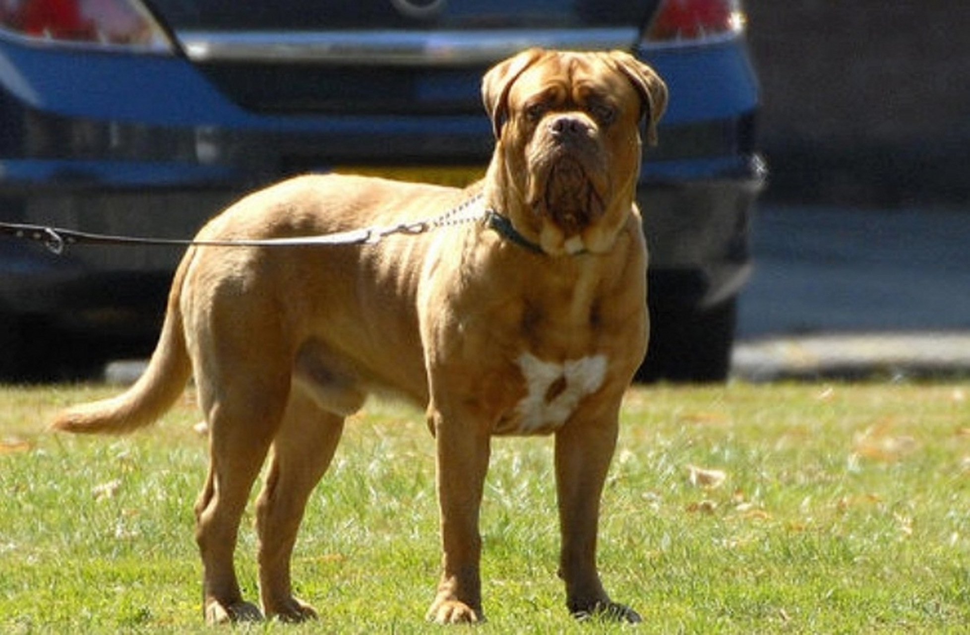 波尔多犬确实挺丑