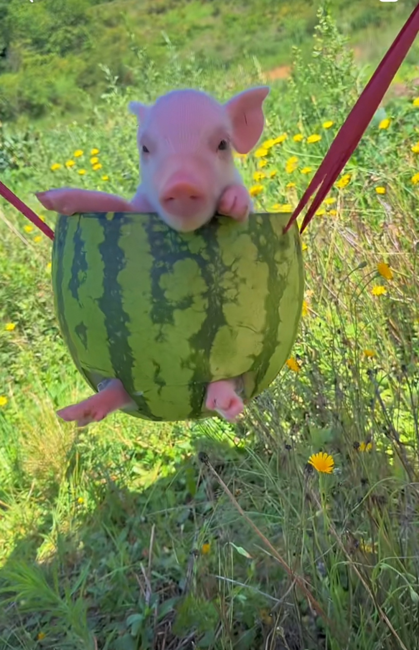 小猪佩奇荡秋千