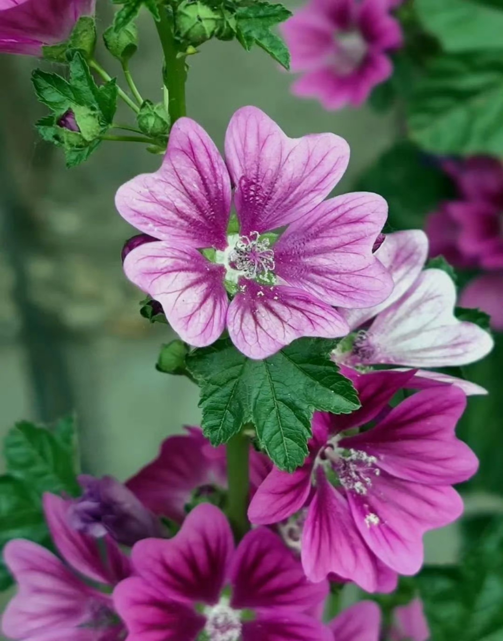 花卉鉴赏:锦葵,又名荆葵,钱葵,棋盘花,株高分枝多,花朵簇生,花色为紫