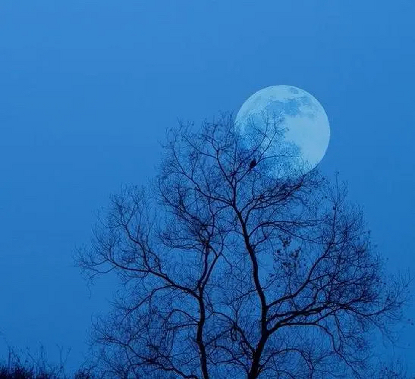月夜静悄悄  皓月当空,拥抱一丝闲暇,品味一刻静谧.